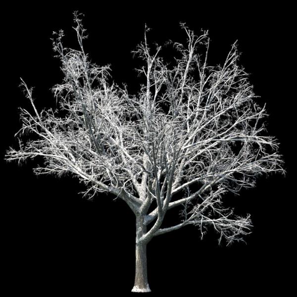 درخت افرا زمستان